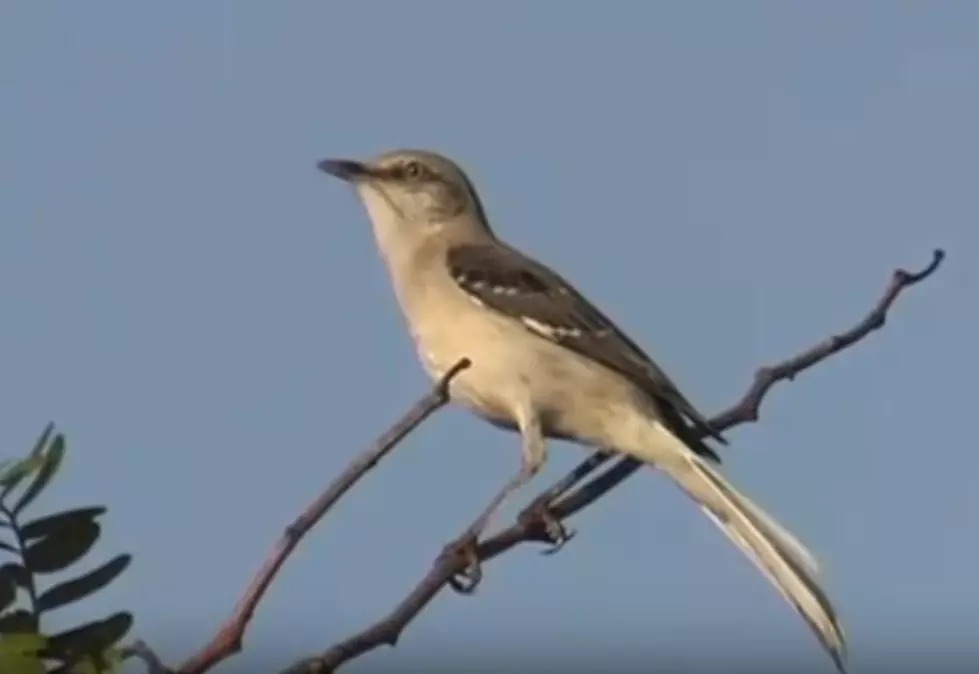 Baseball Player Obliterates Bird with Line Drive in Viral Video